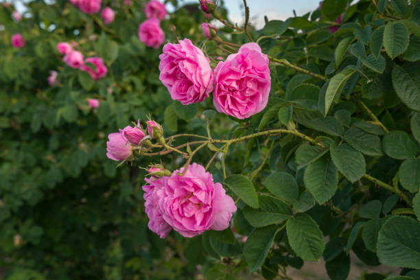 تصویر 1 از گل محمدی خشک شده برای تزئین محیط و رایحه دلنشین
